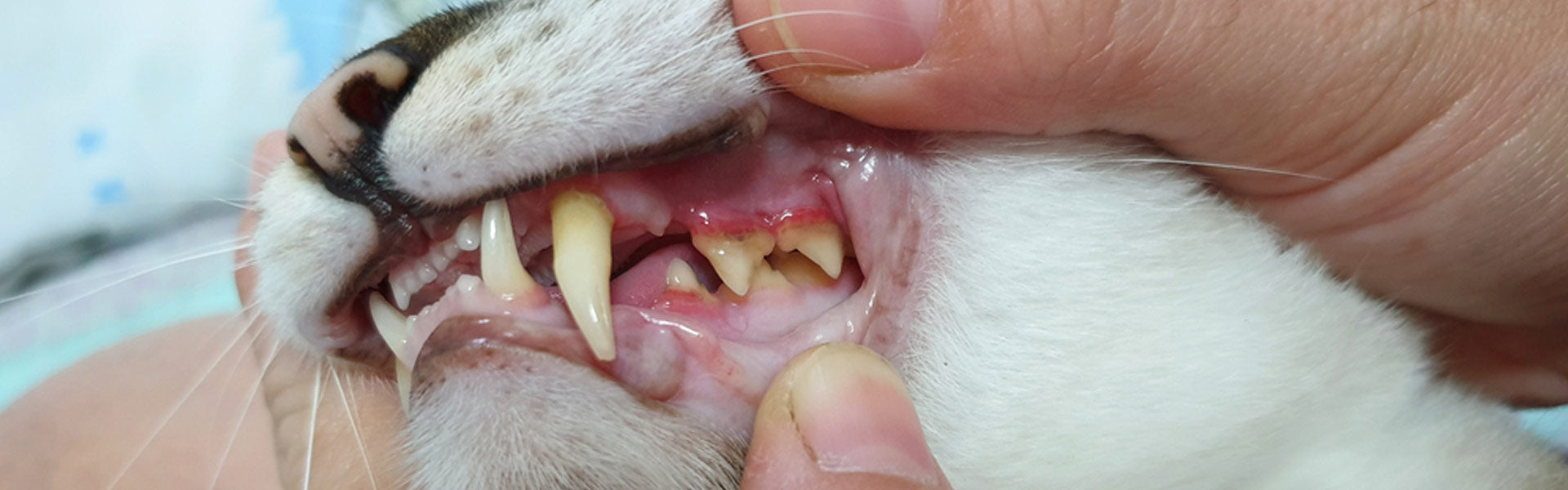 Gengive infiammate nel gatto? Potrebbe essere stomatite