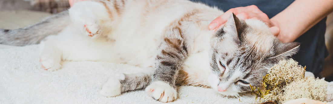 Il mio gatto soffre di dolori articolari?