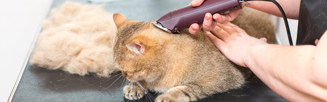 È giusto tosare il gatto?
