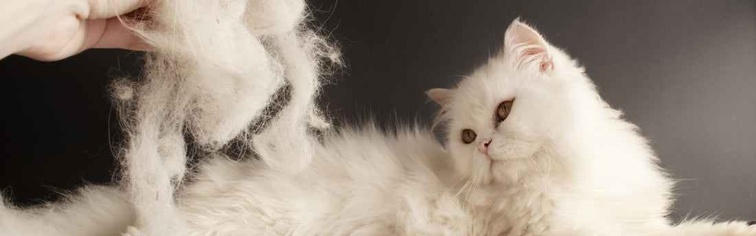 Perché il gatto soffre di alopecia?