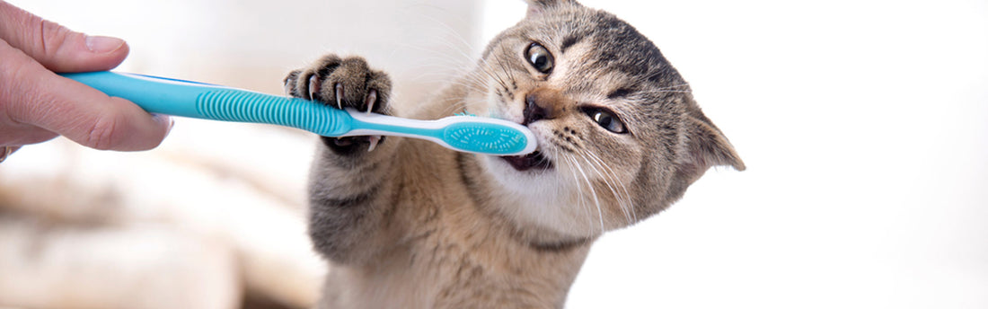Come pulire i denti del gatto