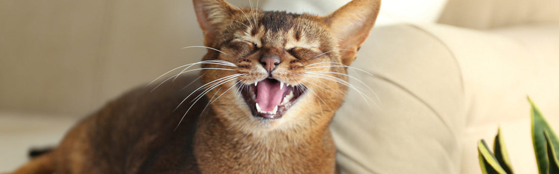 5 problemi comuni ai denti del gatto