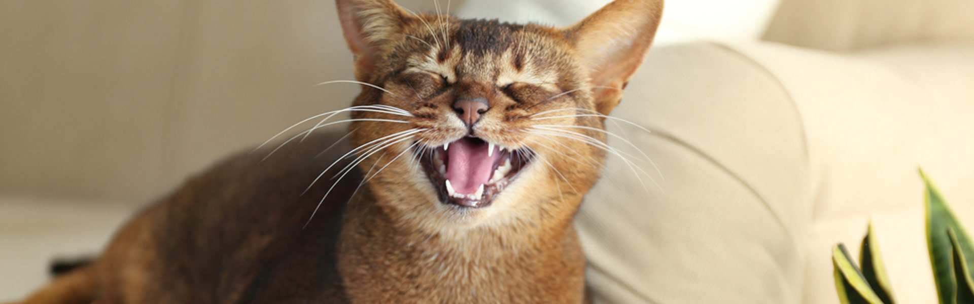 5 problemi comuni ai denti del gatto