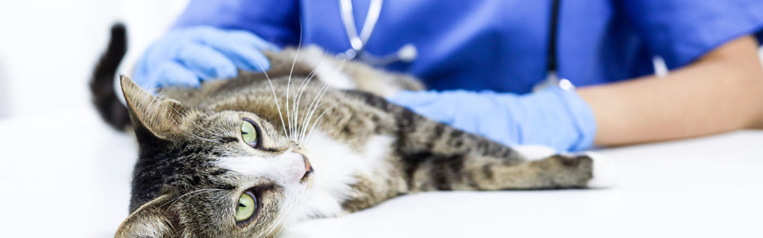 Idrocefalo, una pericolosa malattia dei gatti