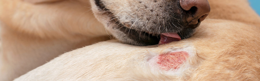 Come riconoscere la dermatite nel cane e come curarla
