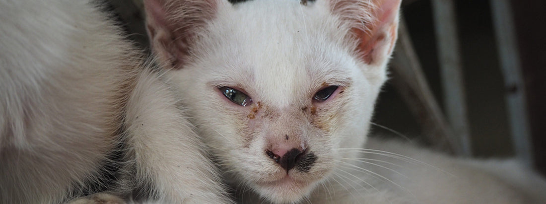 Che cos’è l’Herpesvirus felino?