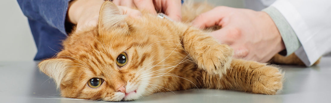 Anche i gatti possono ammalarsi di pancreatite