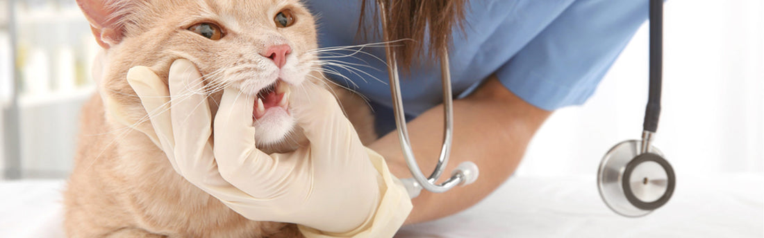 Si può rimuovere il tartaro nel gatto?
