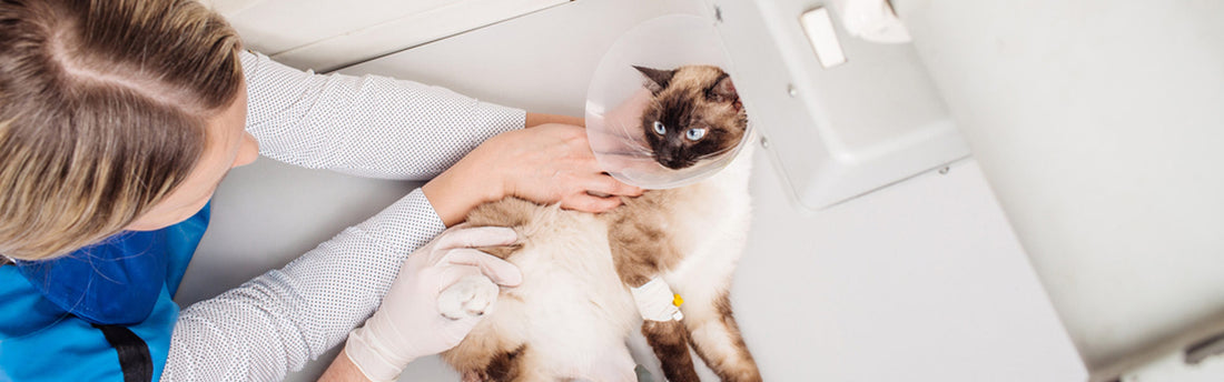 5 segnali dell’artrosi nel gatto