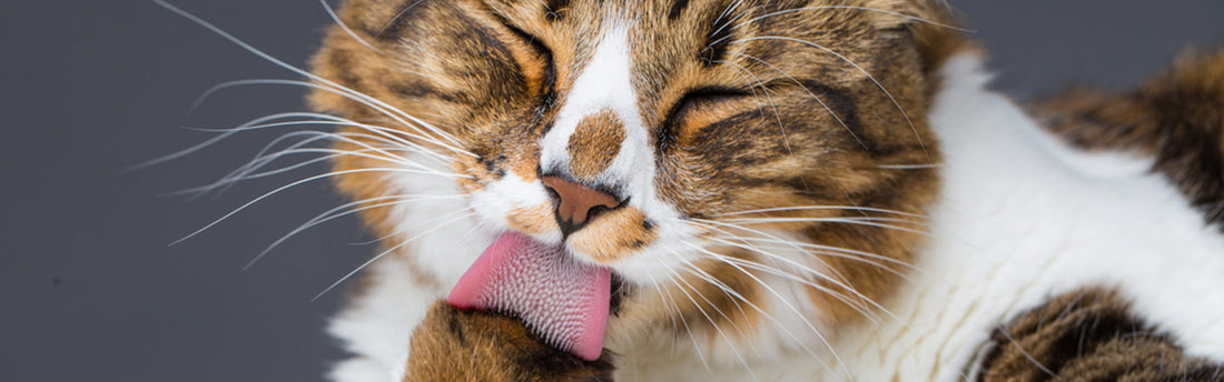 L’importanza della toelettatura nel gatto