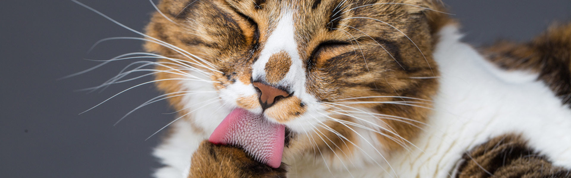 L’importanza della toelettatura nel gatto