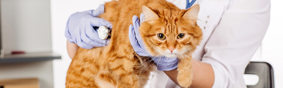 Atassia nel gatto, perché è importante riconoscerla?