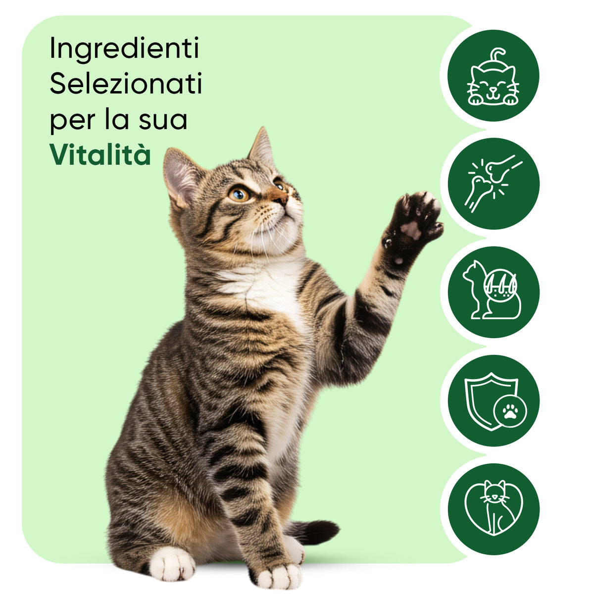 Olio di canapa per gatti 60 ml