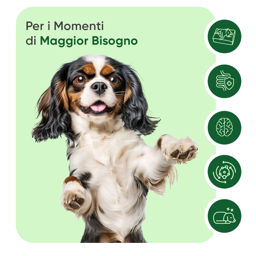 Bocconcini calmanti per cani