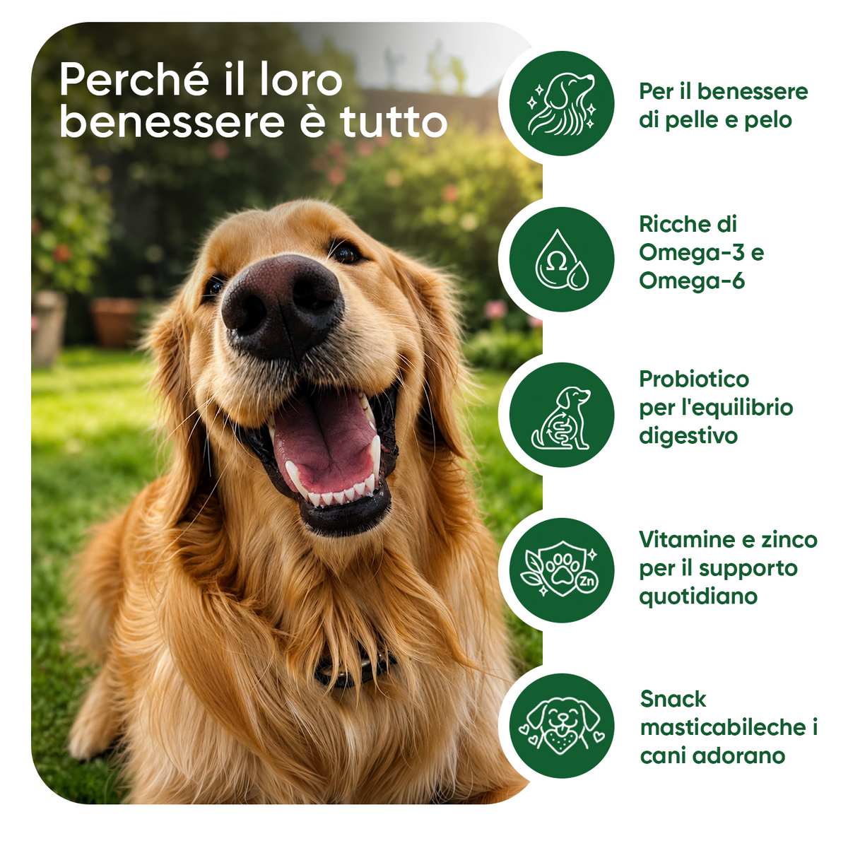 Prurito e sistema immunitario nei cani
