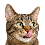 Gatti