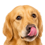 Cani